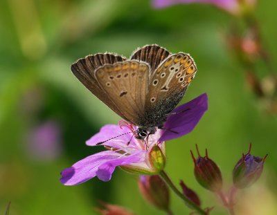 2068 Aricia eumedon 179.jpg