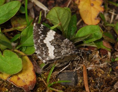 2404   Spargania luctuata  240.jpg