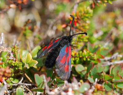 1138   Zygaena exulans  560.jpg