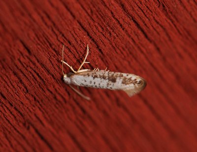 0452 Argyresthia retinella 126.jpg