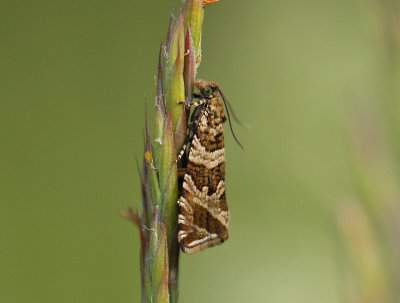 1391 Celypha rivulana 200.jpg