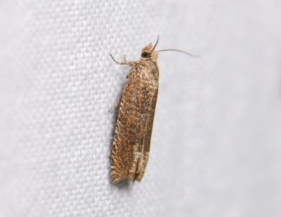1469 Pelochrista caecimaculana 096.jpg