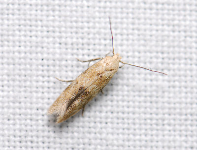 0885   Mompha epilobiella  099.jpg