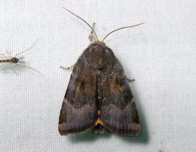 3007 Noctua janthina 174.jpg