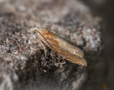 1473   Eucosma obumbratana  280.jpg