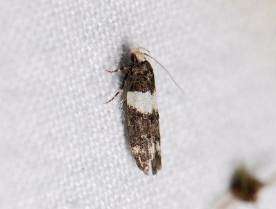 0980   Recurvaria leucatella  442.jpg