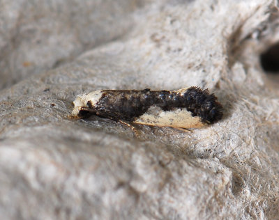 0238 Monopis monachella 459.jpg