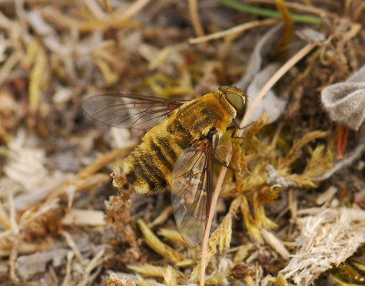 fly  494.jpg