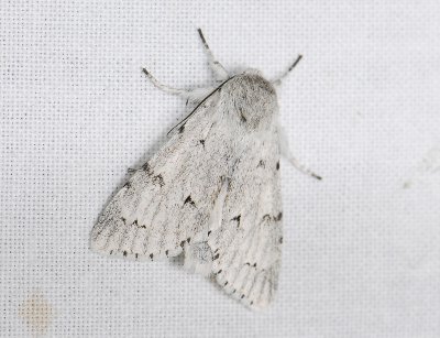 2563 Acronicta leporina 152.jpg