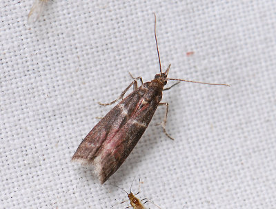 1719 Cryptoblabes bistriga 177.jpg