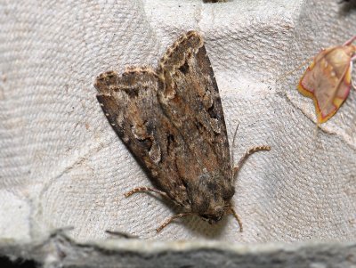 2825 Parastichtis ypsillon 200.jpg