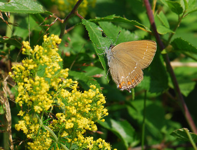 2052 Satyrium ilicis 007.jpg