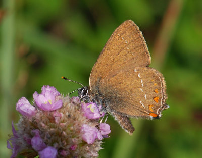2052 Satyrium ilicis 065.jpg