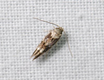 0880   Mompha lacteella  166.jpg