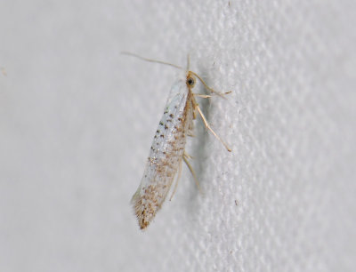 0452 Argyresthia retinella 172.jpg