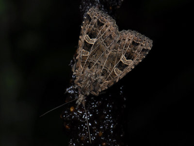 3056   Naenia typica  179.jpg