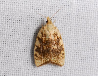 1236 Aleimma loeflingiana 220.jpg