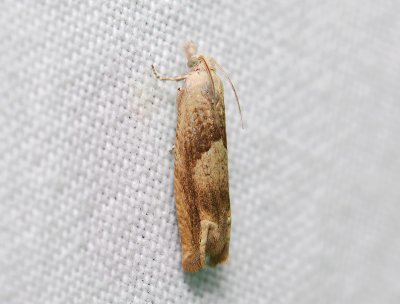 1487 Eucosma conterminana 022.jpg