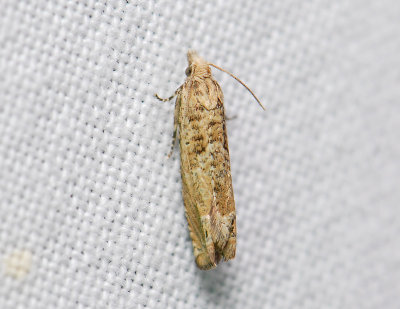1481 Eucosma aemulana 047.jpg