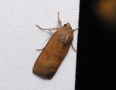 3008 Noctua interjecta 089.jpg