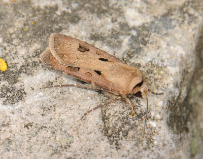 2983 Agrotis exclamationis 020.jpg