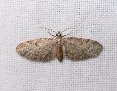 2434   Eupithecia tenuiata  09131.jpg