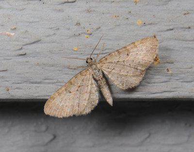 2600   Eupithecia  036.jpg