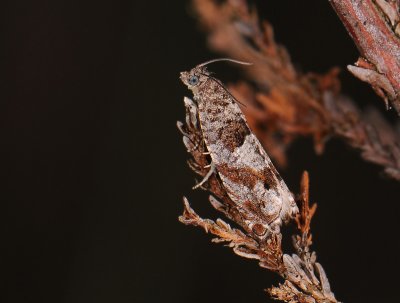 1454   Epinotia tetraquetrana  124.jpg