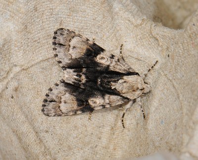 2558 Acronicta alni 032.jpg