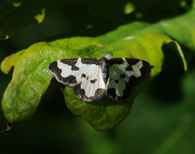2181 Lomaspilis marginata 058.jpg