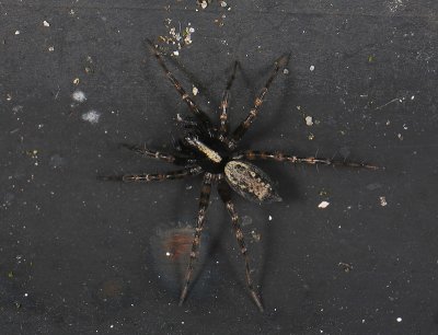 spider  217.jpg