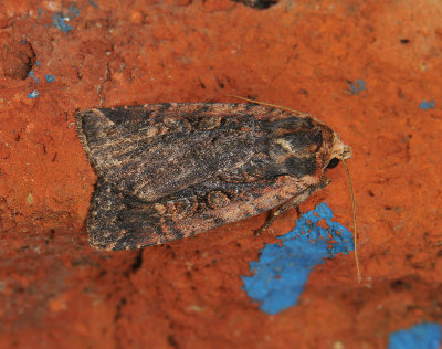 3015 Eugraphe sigma 260.jpg