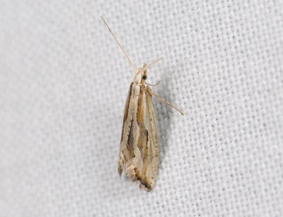 0486   Plutella porrectella  412.jpg