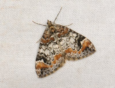 2378   Dysstroma truncata  011.jpg