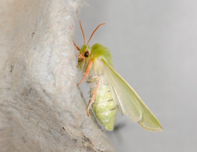 3092 Pseudoips prasinana 052.jpg