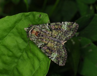 3053   Anaplectoides prasina  242.jpg