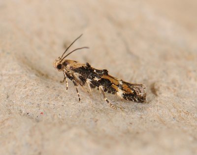 0878   Mompha conturbatella  269.jpg