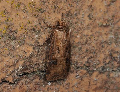 2982 Agrotis clavis 357.jpg