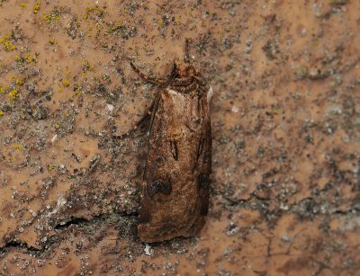 2982   Agrotis clavis  357.jpg