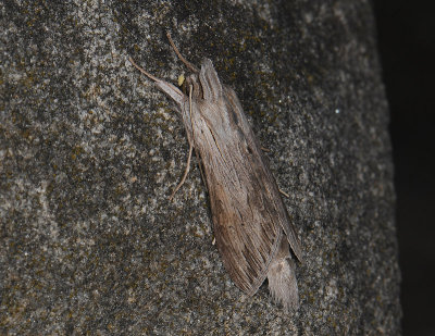 2688   Cucullia umbratica  009.jpg