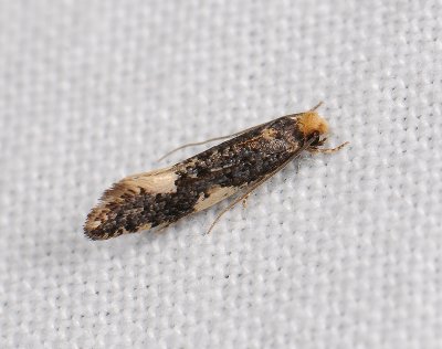 0235 Monopis spilotella 036.jpg