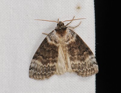 2160 Tetheella fluctuosa 043.jpg