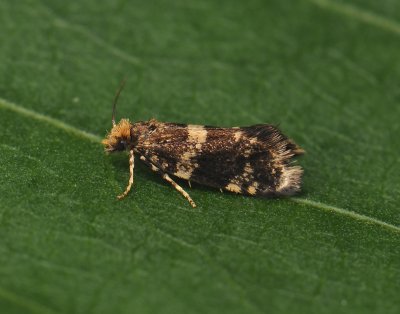 0247   Diplodoma laichartingella  017.jpg