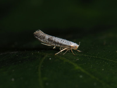 0452 Argyresthia retinella 028.jpg