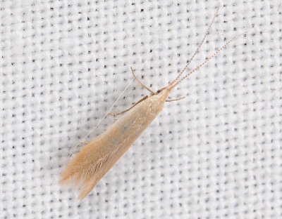 0742   Coleophora milvipennis  124.jpg