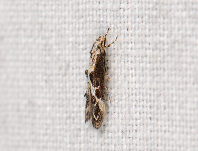 0669   Blastodacna hellerella  125.jpg