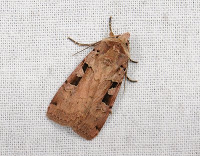 3043 Xestia triangulum 130.jpg