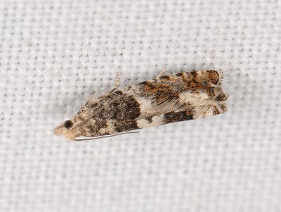 1452 Epinotia demarniana 142.jpg