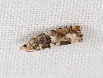 1452   Epinotia demarniana  142.jpg