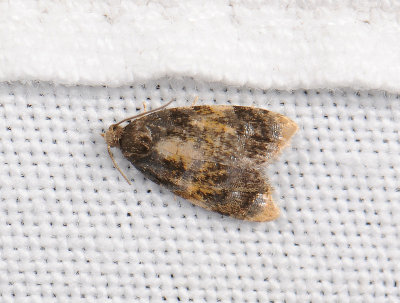1234 Spatalistis bifasciana 174.jpg
